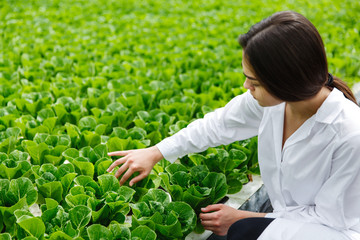 Wall Mural - Woman in white laboratory robe examines salad and cabbage in a greenhouse using a tablet