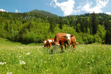 Wall Mural - cows in green meadow