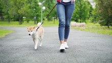 Slow Motion Low Shot Of Young Woman In Jeans Walking Her Adorable Small Dog In City Park. Road, Green Lawn And Trees, Jeans And Footwear Is Visible.
