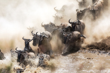 wildebeest herd crossing the mara river