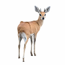 Steenbok Isolated On White