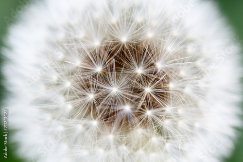 Fotomural  Semillas de Diente de León, Achicoria Amarga