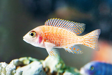 Wall Mural - Photos Malawi cichlids fish closeup