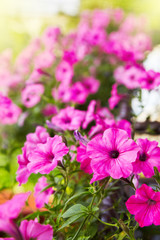 Beautiful pink petunia flowers (Petunia hybrida) in garden soft focus 