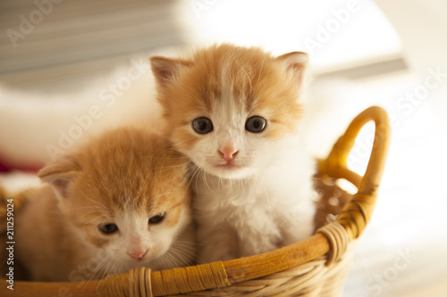 Plakat dwa małe imbir kitten w koszyku w domu