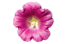 Alcea Hollyhock One Pink Flower Isolated On White