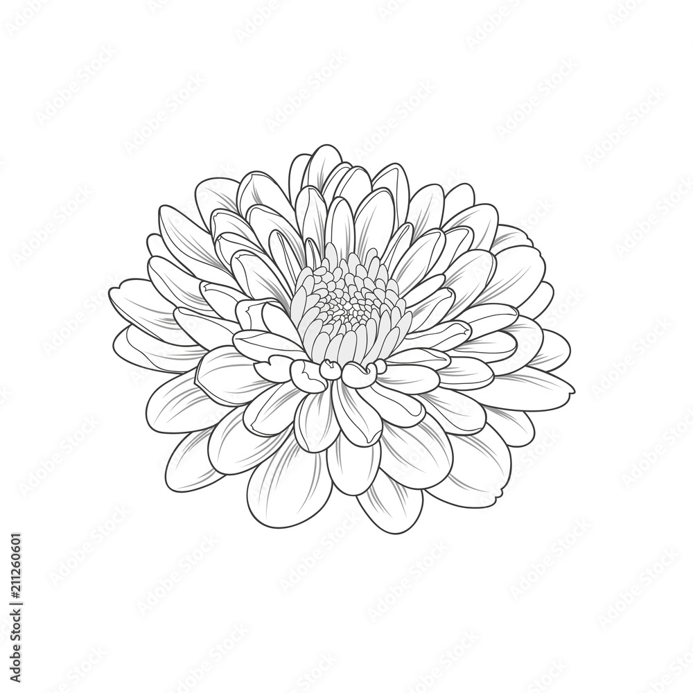 Monochrome chrysanthemum flower painted by hand. Element for design and creativity. - obrazy, fototapety, plakaty 