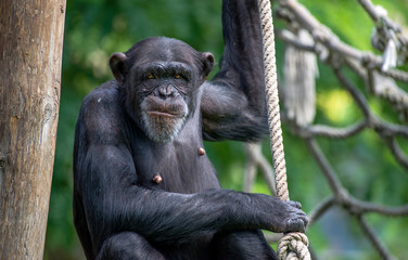  Chimpanzé