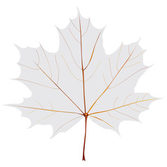 Wall Mural - Gray maple leaf
