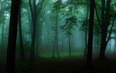 Poster - Panorama of foggy forest. Fairy tale spooky looking woods in a misty day. Cold foggy morning in horror forest