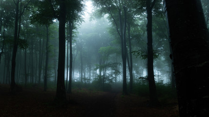 Poster - Panorama of foggy forest. Fairy tale spooky looking woods in a misty day. Cold foggy morning in horror forest