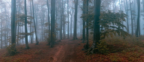 Poster - Panorama of foggy forest. Fairy tale spooky looking woods in a misty day. Cold foggy morning in horror forest