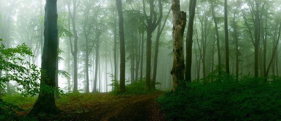 Fototapete - Panorama of foggy forest. Fairy tale spooky looking woods in a misty day. Cold foggy morning in horror forest