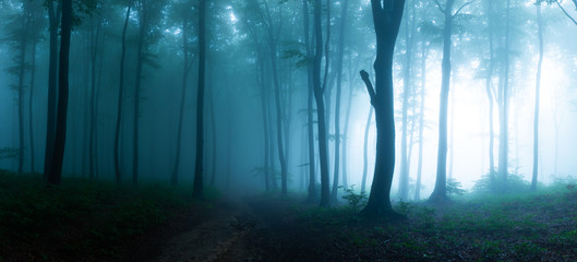 Obraz na płótnie północ las jesień mężczyzna ścieżka