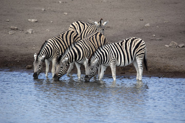 Damara zebra herd, Equus burchelli antiquorum, drinking in the waterhole Etosha National Park, Namibia