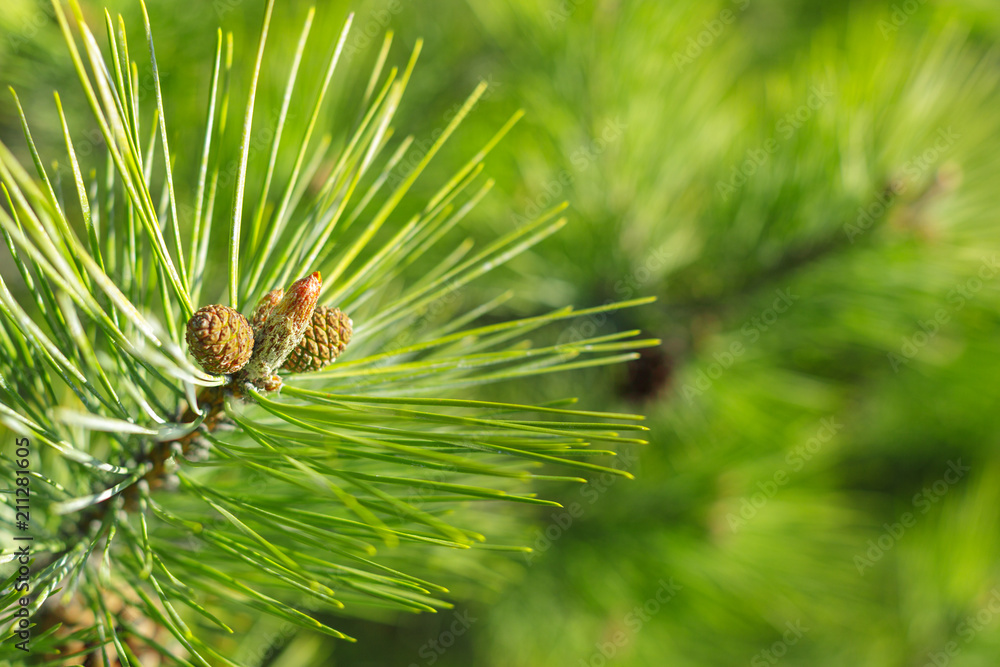 Fir tree branch with a new cone - obrazy, fototapety, plakaty 