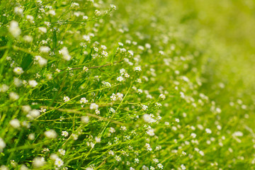 Fresh green spring grass in the morning background