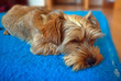 Sleeping puppy on blue blanket
