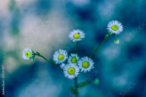 Fleur Jaune En Plan Rapproché Sur Fond Bleu Buy This Stock