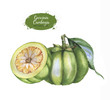 Hand drawn watercolor garcinia cambogia fresh fruit, isolated on white background. Healthy detox natural product superfood illustration