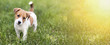 Pet training concept - cute happy Jack Russell Terrier puppy dog smiling to the camera