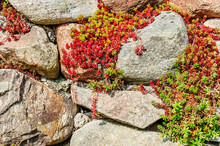 Red Plants On Stones