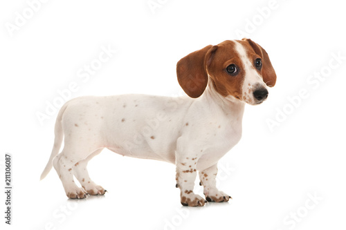 Fotografie, Obraz Mini Piebald Dachshund isoliert auf weißem Hintergrund