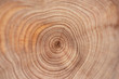 Core of juniper and sandalwood background
