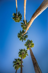 looking up at palm trees