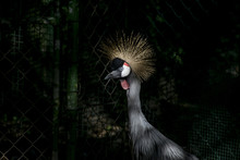 Crowned Crane Closeup, With Blue Eye