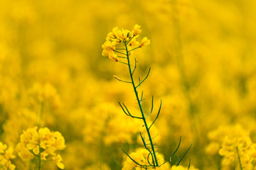 Canvas Print - Close up view of yellow blooming rape flower 