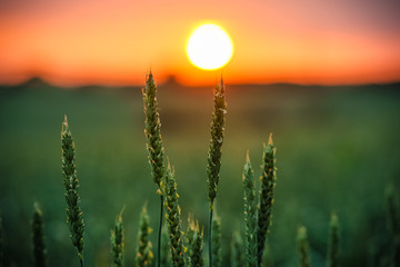 Canvas Print - Close up of wheat ears in the field at sunset in early summer