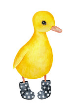 Little Funny Duckling Character Wearing Black Dotted Welly Rainboots. Bright Yellow Feathers, Beutiful Eyes. Hand Drawn Water Color Graphic Painting On White Background, Isolated Rainy Day Clip Art.