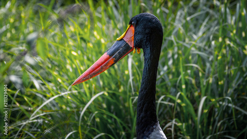 Oiseau Exotique A Bec Rouge Et Noir Buy This Stock Photo