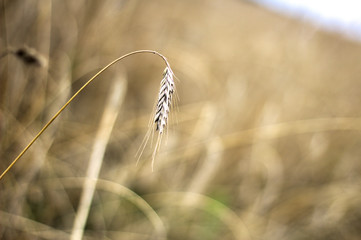 Wall Mural - Cereal - cultivated field - ready for harvest