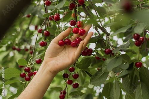 Fotografía Picking cherries in the garden