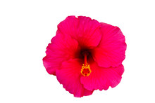 Macro Of Pink China Rose Flower (Chinese Hibiscus ) Isolate On White Background.Saved With Clipping Path