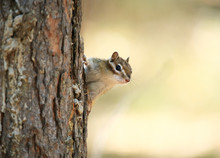 The Chipmunk Is Sitting Near The Tree.