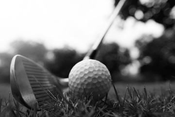 Wall Mural - The golf ball and golf club with the warm light of the evening