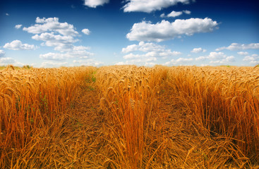 golden Wheat closeup