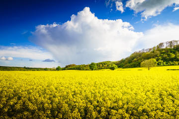 Canvas Print - Beautiful panorama of field of bright yellow rapeseed in spring. Rapeseed (Brassica napus) oil seed rape