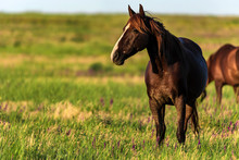 Wild Horses Graze In The Sunlit Meadow