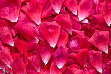  Red rose petals. Red rose