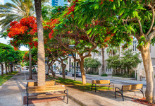 Cityscape Of  Rothschild Boulevard  In Tel Aviv, Israel.