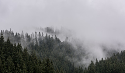 Obraz na płótnie góra park drzewa