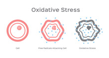 Oxidative Stress Cell Vector / Free Radical