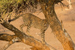 Tree Cheetah
