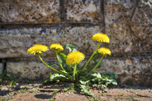 Dandelion Growing Out Of A Wall