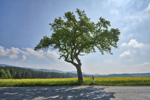 Single Tree Beside The Road With Rape Field