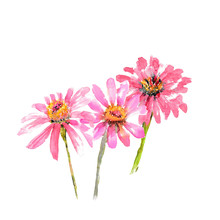 Pink Zinnia Flowers On White Background, Watercolor Illustrator, Hand Painted